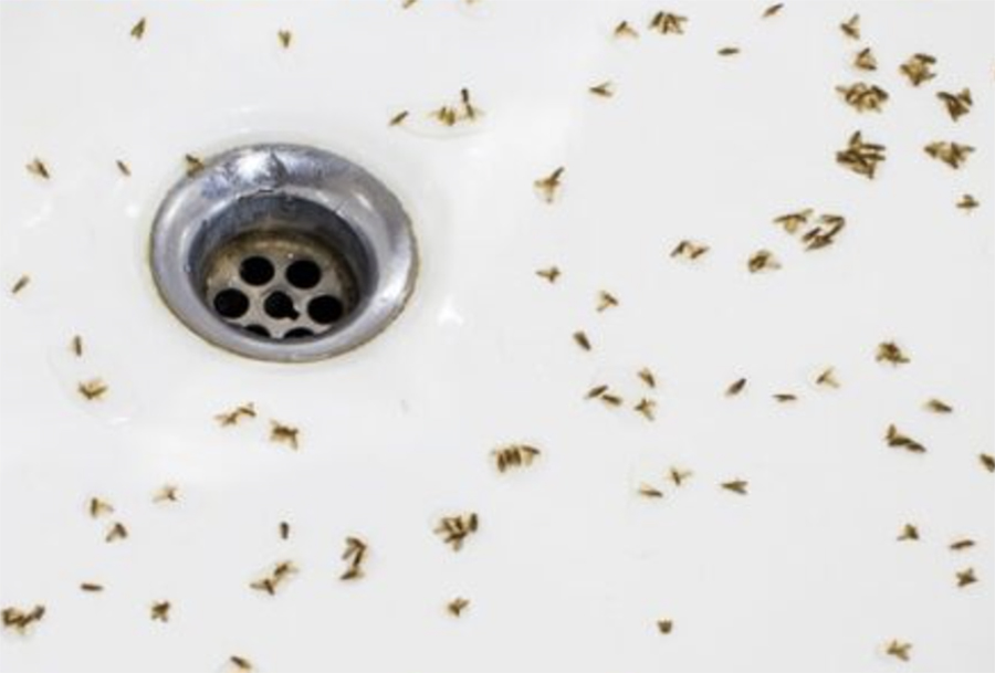 top view of a sink with dead bugs
