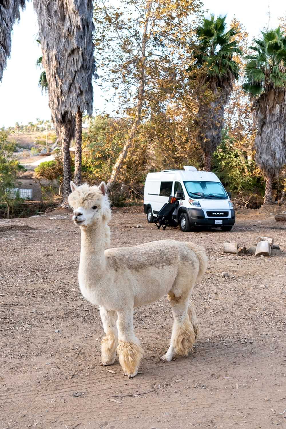 close view of a white Alpaca, in the background sits a parked camper van surrounded by trees